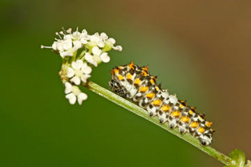 insects