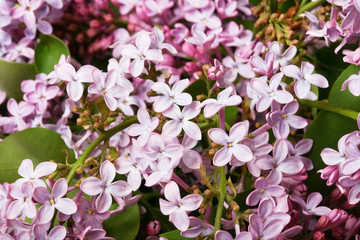 violet flowers of lilac