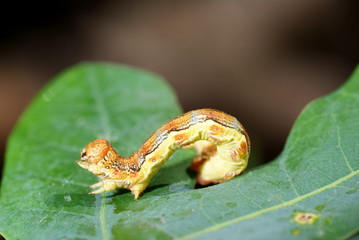 caterpillar