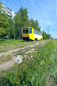 Dandelion and tram