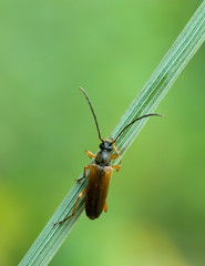Bockkäfer Hochformat