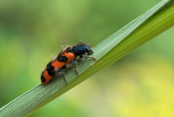 Fototapeta premium Buntkäfer