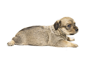Small puppy isolated on white