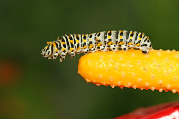 insects