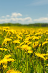 dandelion field, shallow focus
