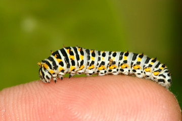 insects