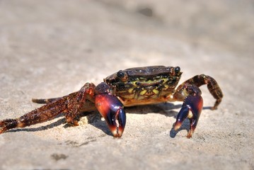 Crab