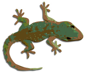 gecko