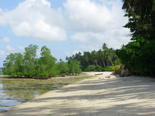 Mangroven auf Sansibar