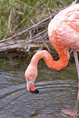 wild animal flamingo