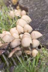 wild mushrooms