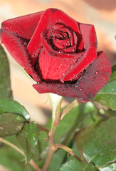 morning rose
