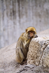 Obraz premium wild animals