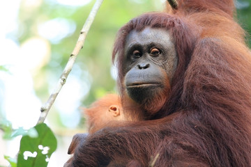 madre orangutan