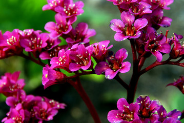Obraz premium Bergenia Cordifolia flowers