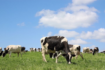 Grazing Dairy Cows
