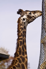 giraffe