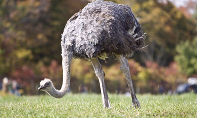 ostrich in a grass