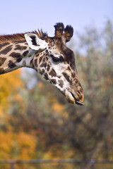giraffe
