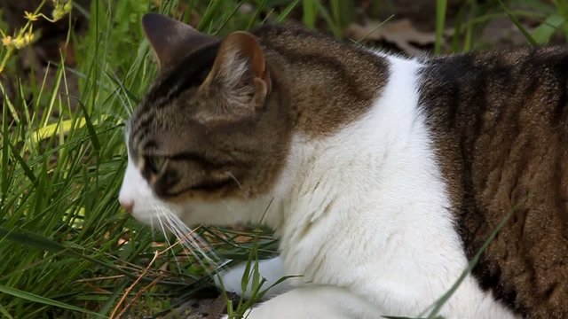 gros chat se purgeant 3