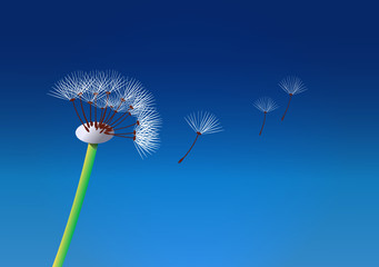 Dandelion seed head on a blue sky