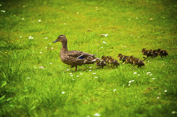 family of ducks