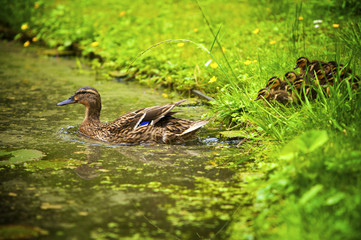 family of ducks