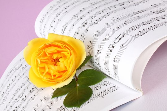 Gelbe Rose und Musiknoten