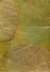 leaves texture