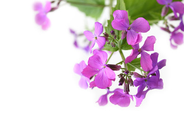Fototapeta na wymiar Purple Mustard Flowers