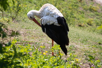 stork