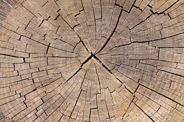 Oak stump