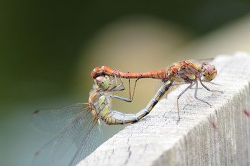 Libellen
