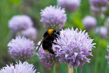 Bumblebee on flower