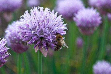 bee and flowers