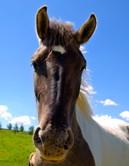horse  on green field