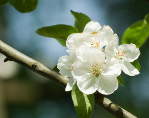 Wild apple flower