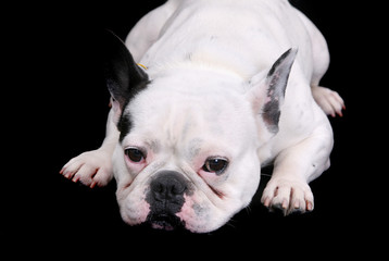 white bulldog