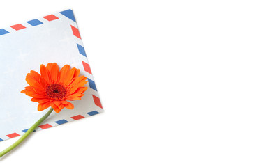 Envelope with herbera flower