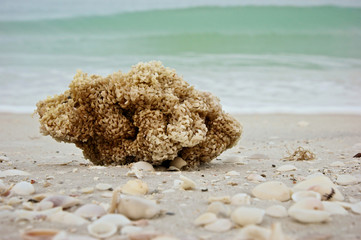 portrait of a sea sponge on the beach