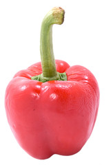 Red bulgarian pepper