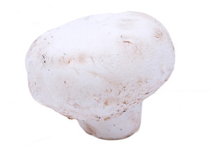MUSHROOM CHAMPIGNON