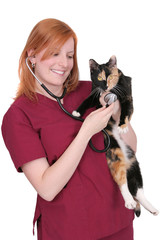 Obraz premium vet and kitty