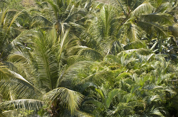 A forest of palm trees