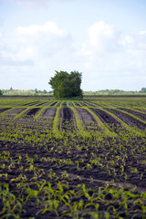 Farmer land in the spring