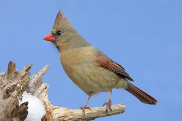 Female Northern Cardinal