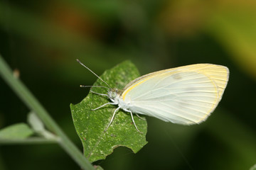 white crataegi