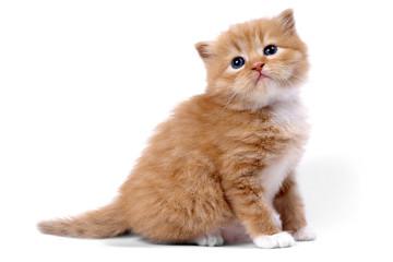 Small white and brown kitten with blkue eyes