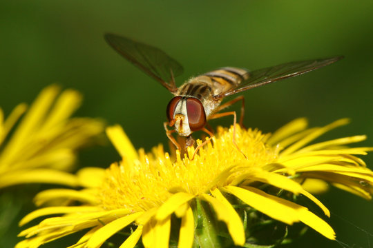 syrphidae insects