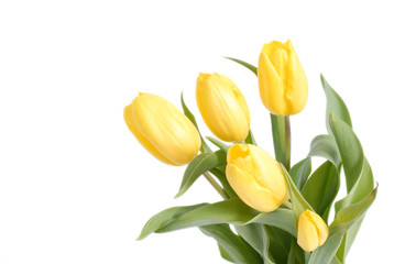 Fototapeta żółte tulipany obraz